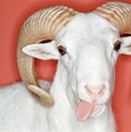 Cheeky ram Royalty Free Stock Photo