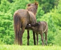 A cheeky small black brown foal is suckling at it`s dark motherin front of a green mead Royalty Free Stock Photo