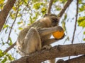 Cheeky vervet monkey or Chlorocebus pygerythrus sitting in tree and eating stolen orange, Kaokoveld, Namibia, Africa Royalty Free Stock Photo