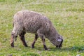 Cheep in farm with grass backgrounds. Cheep in grassfield