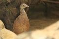 Cheer pheasant Royalty Free Stock Photo