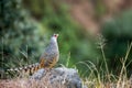 Cheer pheasant or Catreus wallichii or Wallich`s pheasant bird calling closeup in winter migration perched on rock in natural