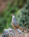 Cheer pheasant or Catreus wallichii or Wallich`s pheasant bird calling closeup in winter migration perched on rock in natural