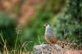 Cheer pheasant or Catreus wallichii or Wallich`s pheasant bird portrait during winter migration perched on big rock in natural Royalty Free Stock Photo