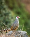 cheer pheasant or Catreus wallichii or Wallichs pheasant bird portrait during winter migration perched on big rock in natural