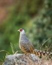 cheer pheasant or Catreus wallichii or Wallich\'s pheasant bird portrait during winter migration perched on rock Royalty Free Stock Photo