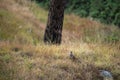 Cheer pheasant or Catreus wallichii or Wallich`s pheasant bird in winter migration in grassy steep natural habitat at foothills o