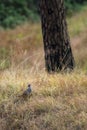 cheer pheasant or Catreus wallichii or Wallich\'s pheasant bird in winter migration in grassy steep natural habitat