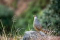 Cheer pheasant or Catreus wallichii or Wallich`s pheasant bird calling closeup in winter migration perched on rock in natural Royalty Free Stock Photo