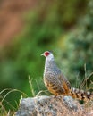 Cheer pheasant or Catreus wallichii or Wallich`s pheasant bird portrait during winter migration perched on big rock in natural