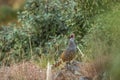 cheer pheasant or Catreus wallichii or Wallich`s pheasant portrait during winter migration perched on big rock in natural green Royalty Free Stock Photo