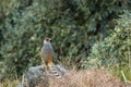 Cheer pheasant or Catreus wallichii or Wallich`s pheasant portrait during winter migration perched on big rock in natural green
