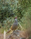 Cheer pheasant or Catreus wallichii or Wallich`s pheasant portrait during winter migration perched on big rock in natural green Royalty Free Stock Photo