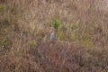 cheer pheasant or Catreus wallichii or Wallichs pheasant bird in winter migration camouflage in grassy steep natural habitat at