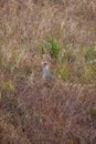 cheer pheasant or Catreus wallichii or Wallichs pheasant bird in winter migration camouflage in grassy steep natural habitat at