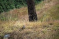 cheer pheasant or Catreus wallichii or Wallichs pheasant bird in winter migration in grassy steep natural habitat at foothills of Royalty Free Stock Photo