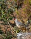 cheer pheasant or Catreus wallichii or Wallichs pheasant portrait during winter migration perched on big rock in natural colorful