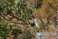 cheer pheasant or Catreus wallichii or Wallichs pheasant portrait during winter migration perched on big rock in natural colorful