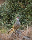 cheer pheasant or Catreus wallichii or Wallichs pheasant portrait during winter migration perched on big rock in natural scenic Royalty Free Stock Photo