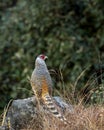 cheer pheasant or Catreus wallichii or Wallichs pheasant portrait during winter migration perched on big rock in natural scenic Royalty Free Stock Photo