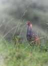 Cheer pheasant in the wild Royalty Free Stock Photo