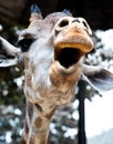 Cheer Up! from a Giraffe