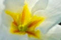 Abstract White and Yellow Flower Royalty Free Stock Photo