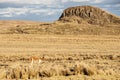 Cheerful adorable Vicugna in Reserva Nacional Pampa Galeras, Peru Royalty Free Stock Photo