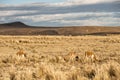 Cheerful adorable Vicugnas in Reserva Nacional Pampa Galeras Royalty Free Stock Photo