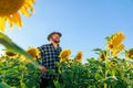 cheerful aged farmer with arms on hips with a hat stands between sunflower crops