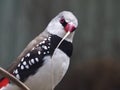 Cheerful animated lively Diamond Firetail.