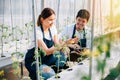 A radiant Asian couple farmers in a greenhouse proudly holding organic tomatoes Royalty Free Stock Photo