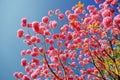 Cheerful and beautiful Rosy Trumpet Tree flowers, in chengching Lake Royalty Free Stock Photo