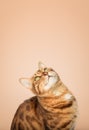 Cheerful Bengal cat portrait looking up on orange background