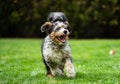 Cheerful bernedoodle dog is running with its mouth wide open, enjoying the moment Royalty Free Stock Photo