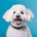 Cheerful Bichon Frise On Solid Background
