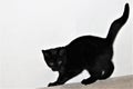 Cheerful black British smooth-haired kitten against a white wall.