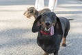 Cheerful black dachshund. Shiny Black and Tan Miniature Dachshund standing towards camera with tongue our and ears flapping and fr Royalty Free Stock Photo