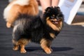 A cheerful black and tan Pomeranian stands on a black carpet and smiles, sticking out his tongue. The dog is illuminated by bright