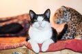 Cheerful black and white cat lying on bed