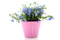 Cheerful blue Lobelia Royalty Free Stock Photo