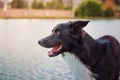 Cheerful Border Collie dog, profile portrait, standing near the lake looking curious aside. Funny black pet outdoors in the park Royalty Free Stock Photo