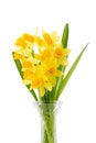 Cheerful bouquet of daffodils in glass vase Royalty Free Stock Photo