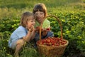 Cheerful boy with basket of berries Royalty Free Stock Photo