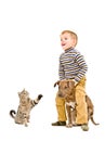 Cheerful boy playing with a puppy pitbull and cat Royalty Free Stock Photo