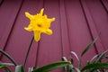 Cheerful bright yellow daffodil blooming in from of a red wall, signs of spring