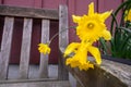 Cheerful bright yellow daffodil blooming in from of a red wall, signs of spring