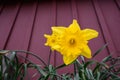 Cheerful bright yellow daffodil blooming in from of a red wall, signs of spring