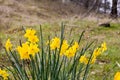 Bright yellow cheerful Easter daffodils blooming in early spring in Julian, California Royalty Free Stock Photo