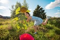 Cheerful brunette woman, wants to pluck a huge sunflower from the ground, summer, sunny day, the concept of harvesting Royalty Free Stock Photo